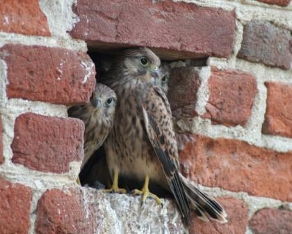 Rapace recuperato dalla Polizia municipale