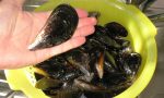 Cozze contaminate dal vibrione del colera: ritirate dal mercato