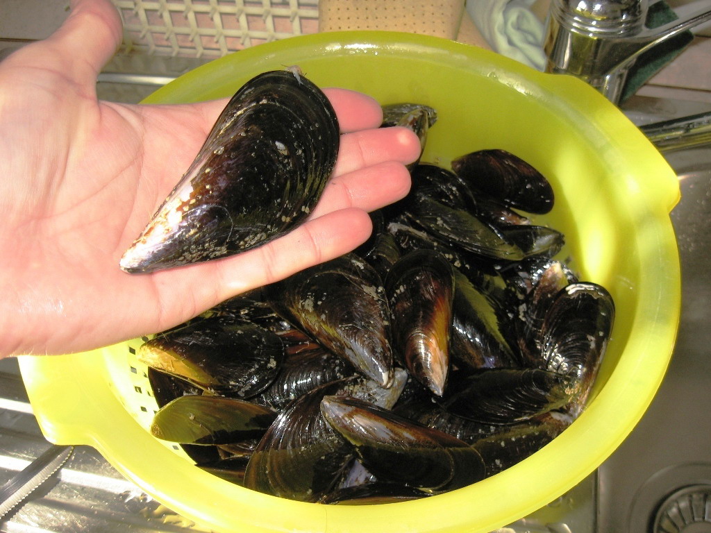 Biotossina nelle cozze: Coop ritira tre lotti dai suoi supermercati
