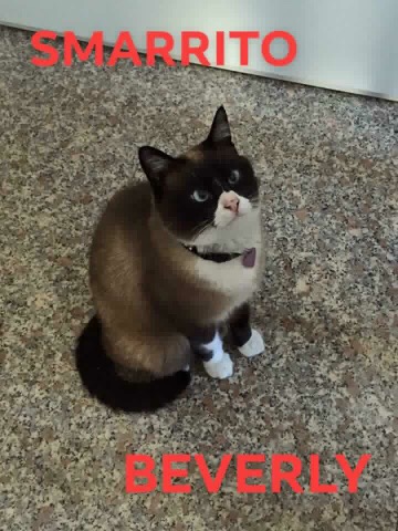 Smarrito il gatto Beverly