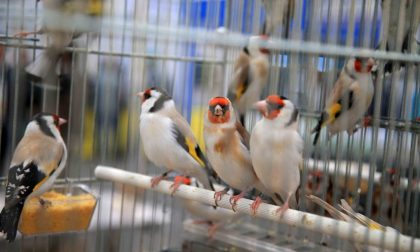 Mostra ornitologica, la protesta: "Basta animali in gabbia"