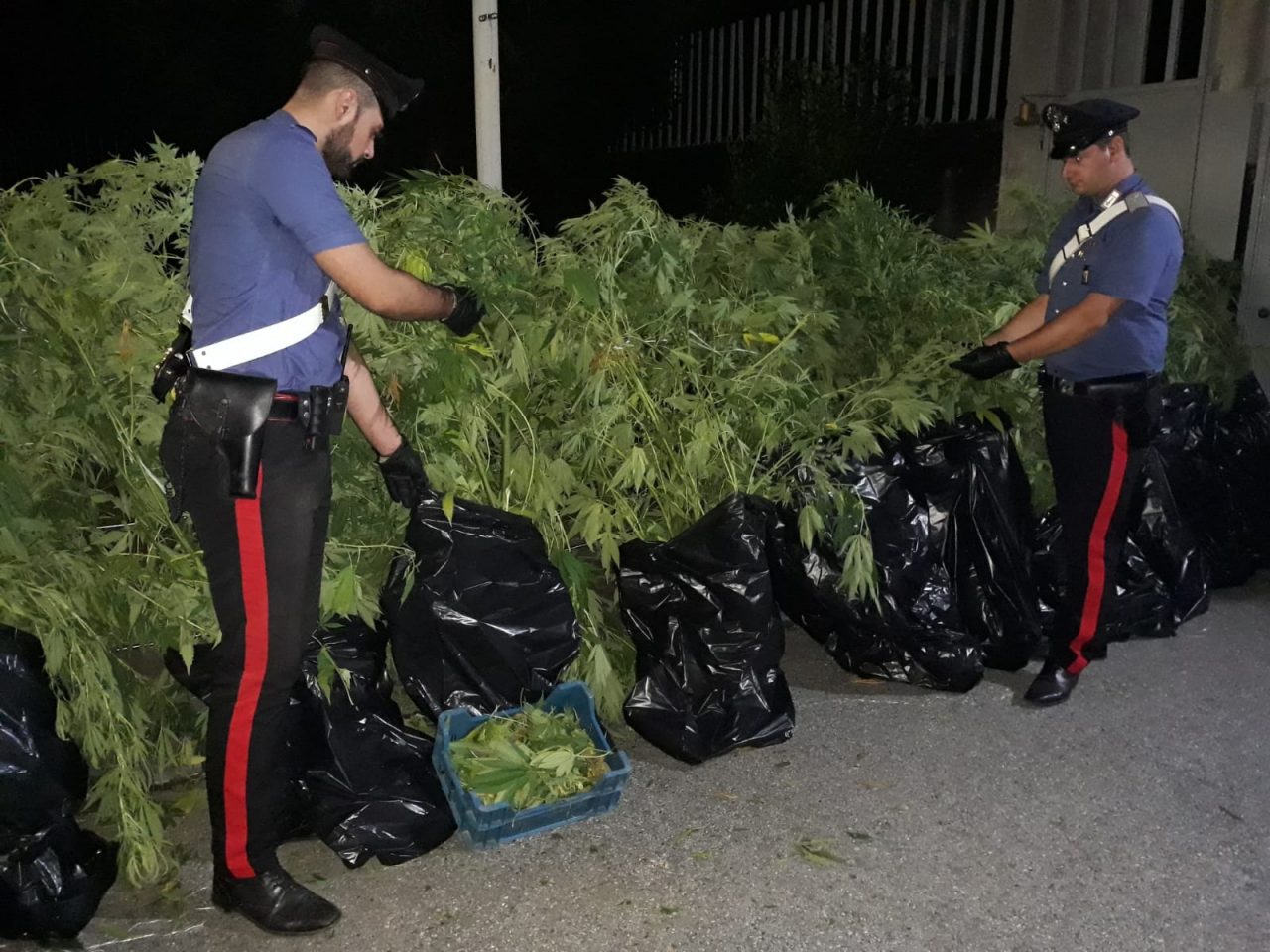 Coltivavano marijuana in un maneggio, 40 kg sequestrati IL VIDEO