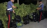 Coltivavano marijuana in un maneggio, 40 kg sequestrati IL VIDEO