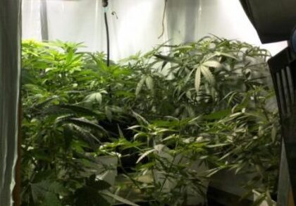 Coltivava marijuana con lampade e musica reggae per le piante