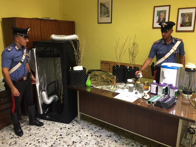 Aveva marijuana in salotto: arrestato coltivatore “fai da te”