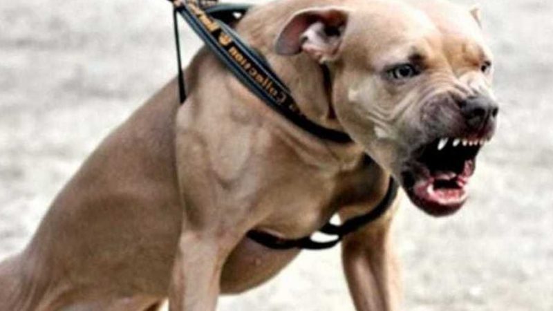 Due pitbull mordono genitori e bambini
