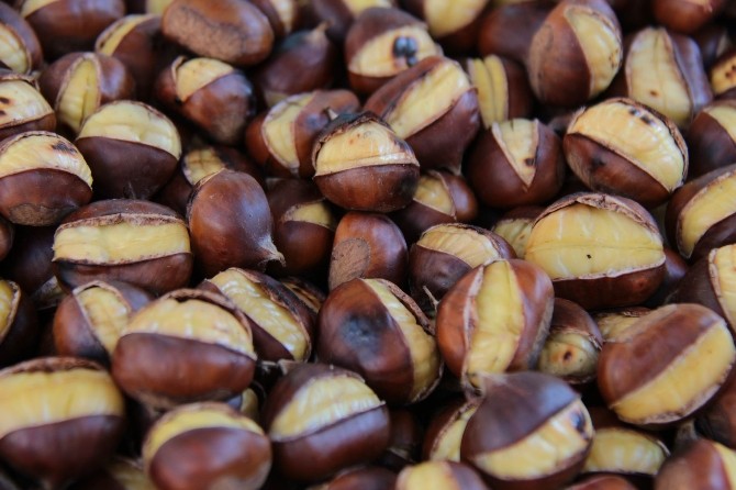 Migranti fanno razzia di castagne, ecco dove raccoglierle liberamente