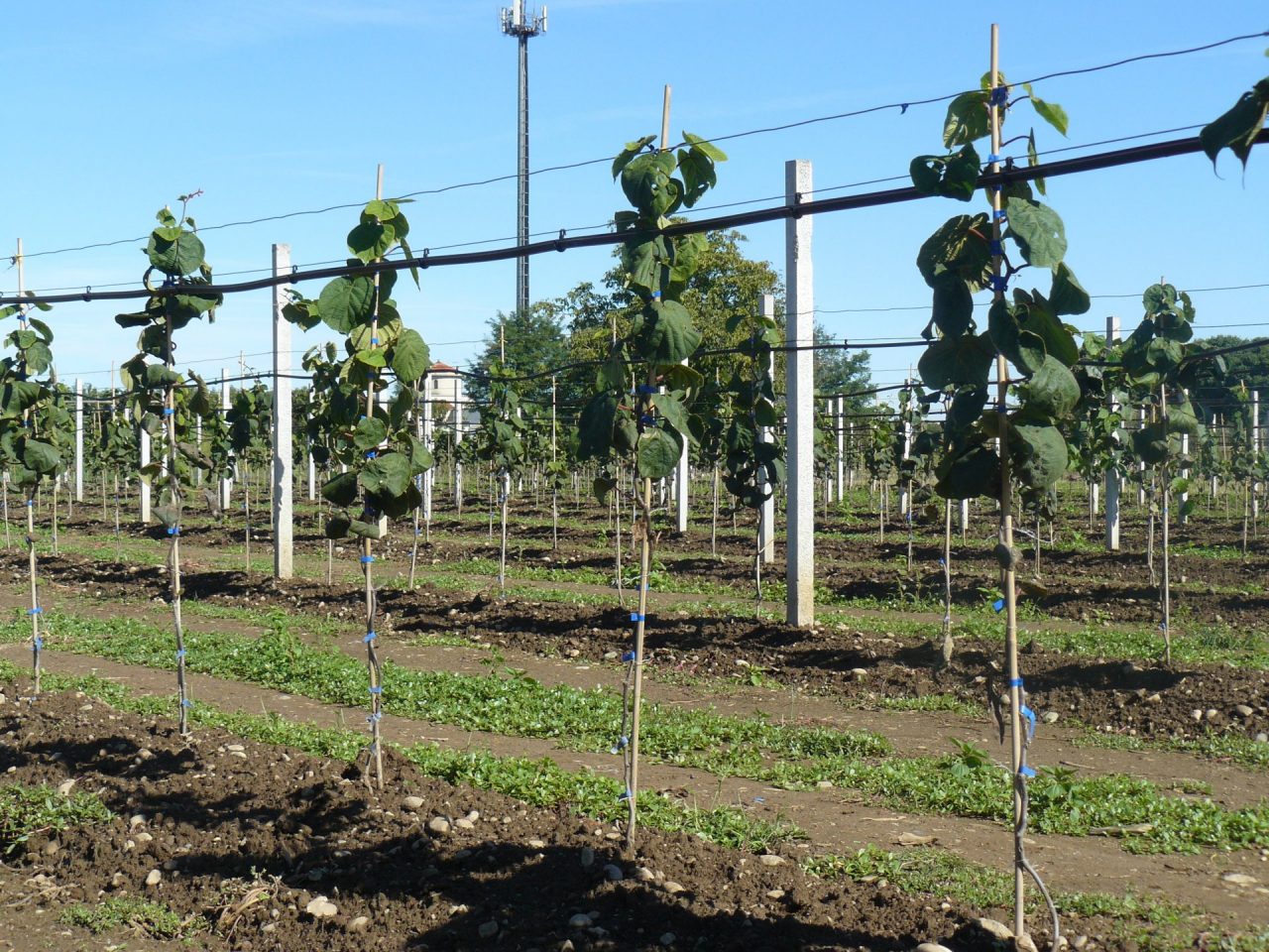 Kiwi Green Angel, il frutto innovativo del Piemonte