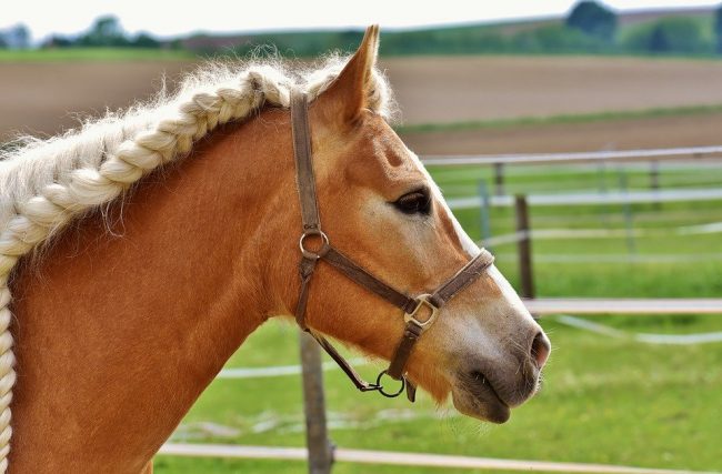 Cavallo fermato al casello dell’autostrada