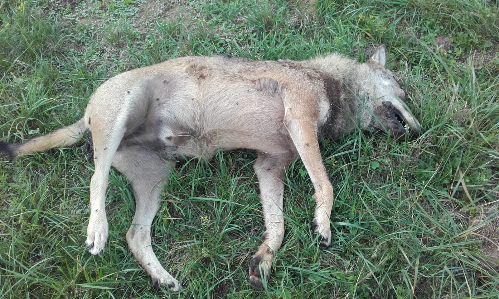 Personale della concessionaria autostradale Ativa ha rinvenuto stamani la carcassa di un lupo sulla Tangenziale Nord di Torino all’altezza del Km 15+300