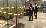 Vivaio di marijuana biologica, arrestato un giardiniere e sua moglie | FOTO e VIDEO