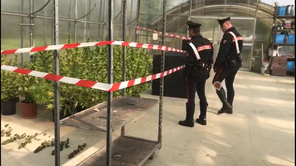 Vivaio di marijuana biologica, arrestato un giardiniere e sua moglie | FOTO e VIDEO