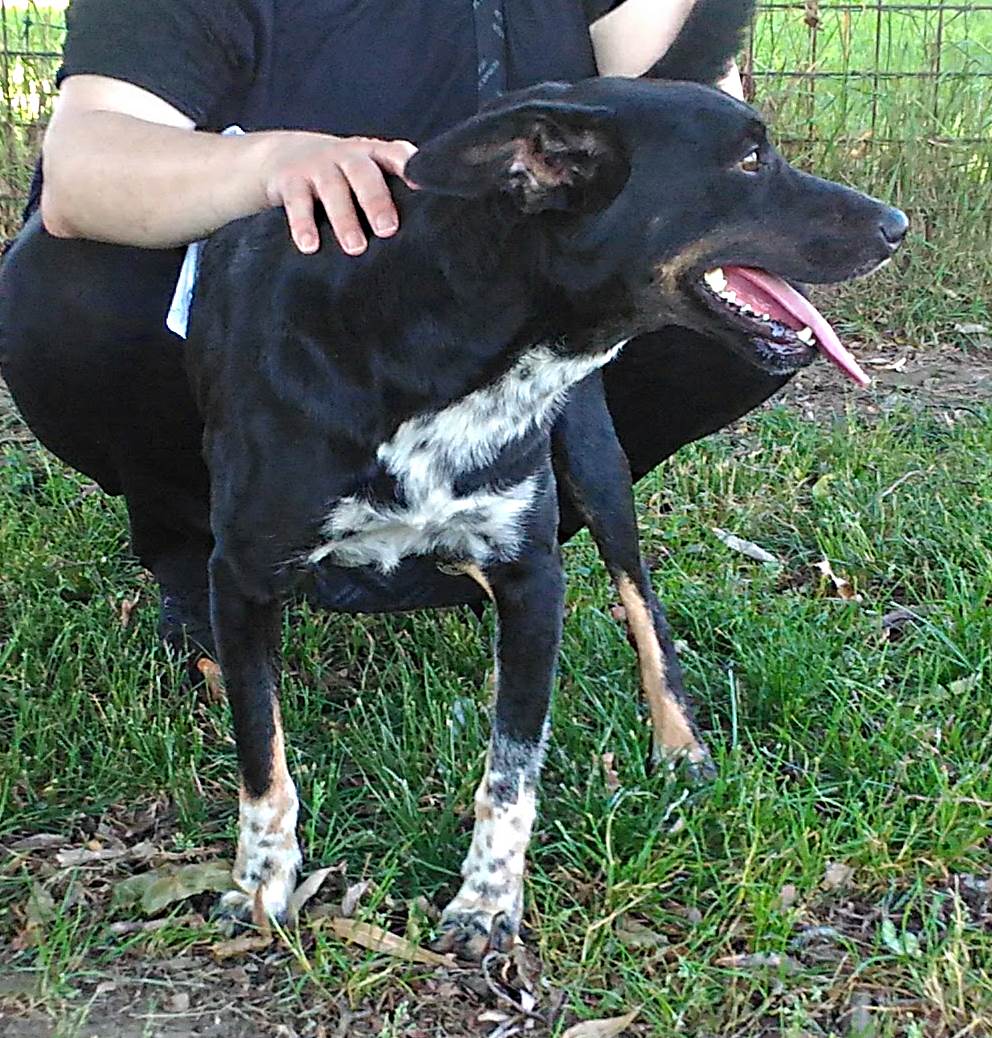Buck, cane di un anno cerca casa