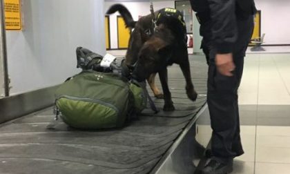Denaro in aeroporto fiutati dal cash-dog oltre un milione e mezzo di euro