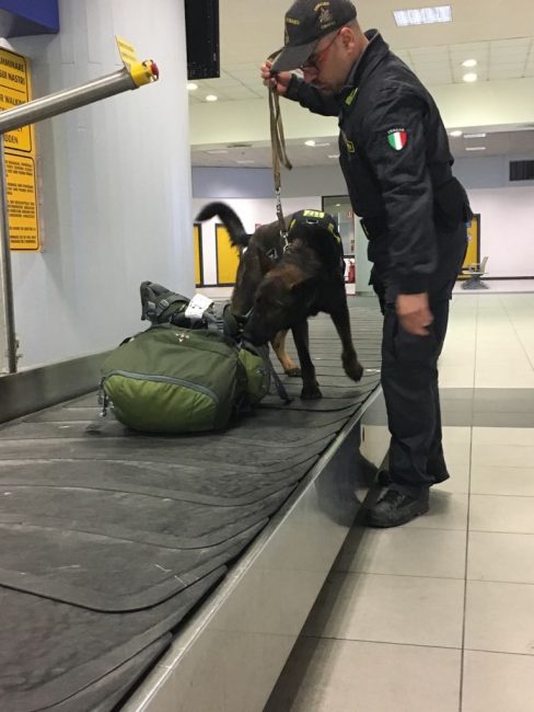 Denaro in aeroporto fiutati dal cash-dog oltre un milione e mezzo di euro