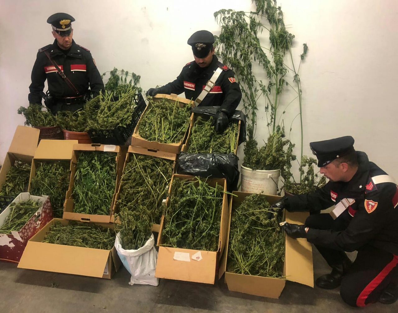 Chiuso laboratorio per la produzione di marijuana, arrestato un uomo LE FOTO