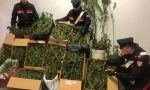 Chiuso laboratorio per la produzione di marijuana, arrestato un uomo LE FOTO