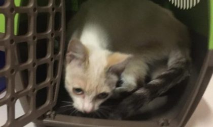 Gattina di tre mesi abbandonata in tangenziale