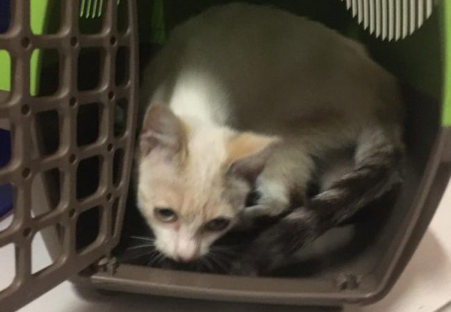 Gattina di tre mesi abbandonata in tangenziale
