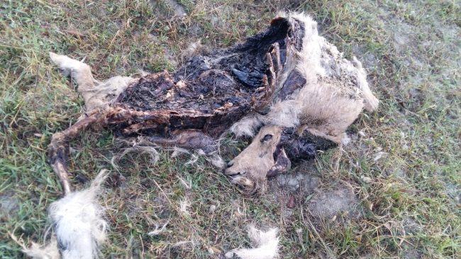 Animali sbranati dal lupo, Città Metropolitana: “Il suo ritorno è normale”