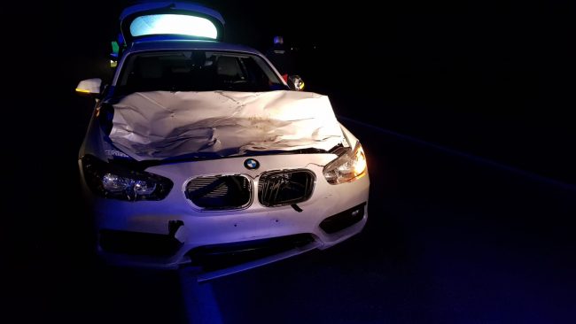 Mucche in fuga sulla 460, una viene travolta da un’auto