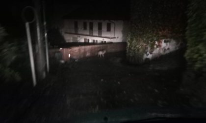 Clamoroso: lupo avvistato nei pressi di Casalborgone