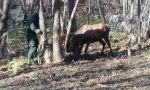 Cervo impigliato in una rete di plastica liberato a Novalesa VIDEO