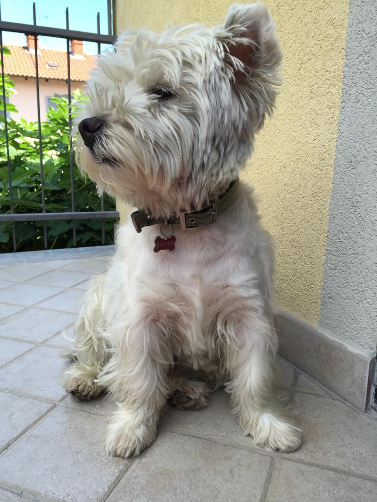 Cane scomparso in strada, aiutate i padroni a ritrovarlo