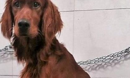 Cane scomparso: 5mila euro per chi lo ritrova