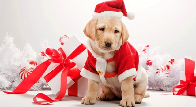 Truffe dei “cani di Natale” in Piemonte