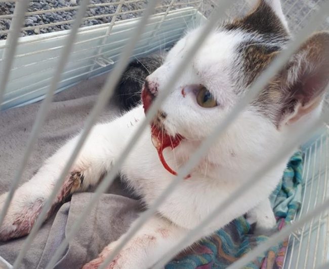 Gattino preso barbaramente a pedate sul muso