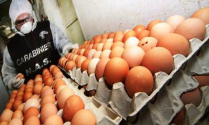 Sequestrate 300 mila uova per etichette irregolari