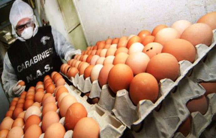 Sequestrate 300 mila uova per etichette irregolari