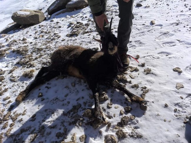 Camoscio ferito salvato dai vigili del fuoco a Ceresole