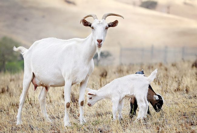 Caprette uccise dal mais avvelenato