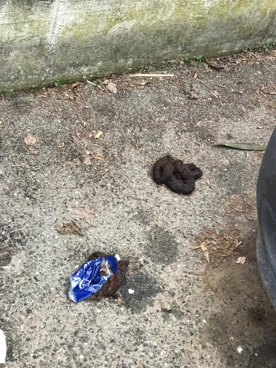 Fanno la cacca in mezzo alla strada: vergogna