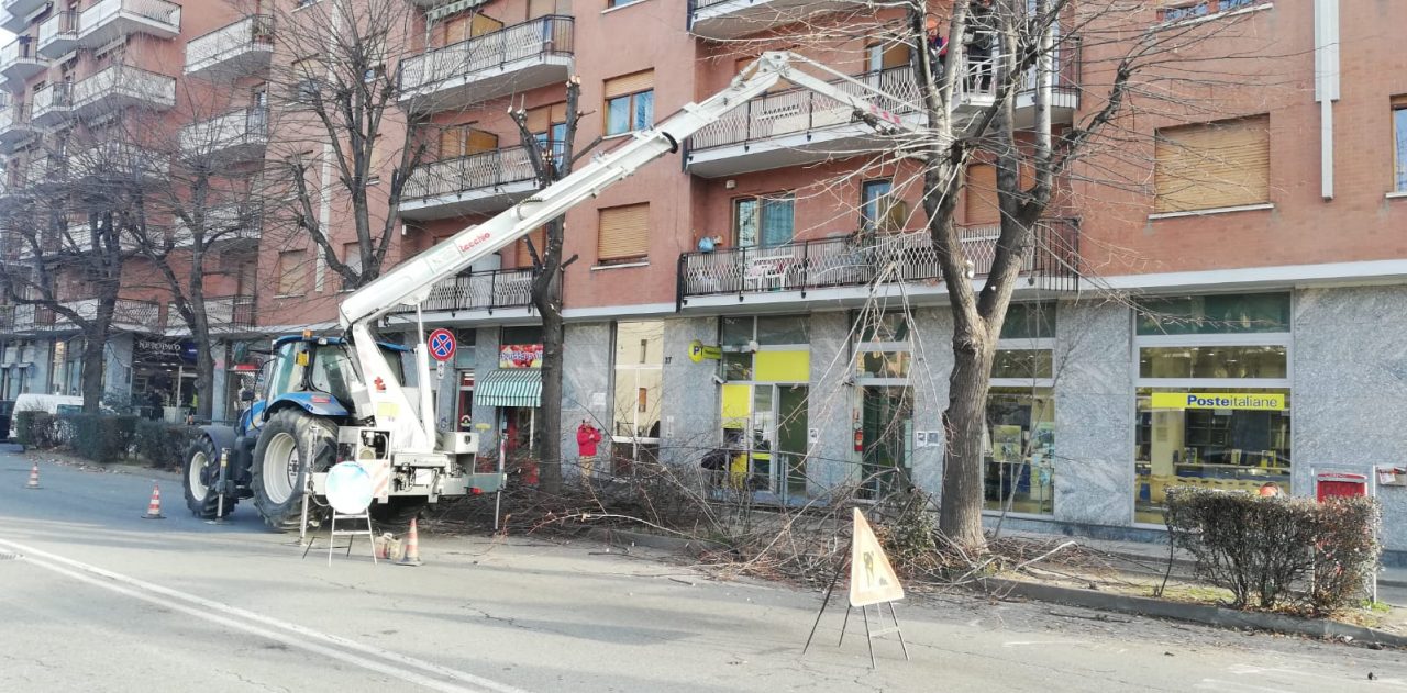 Potatura del verde cittadino: 230 alberi interessati dall’intervento