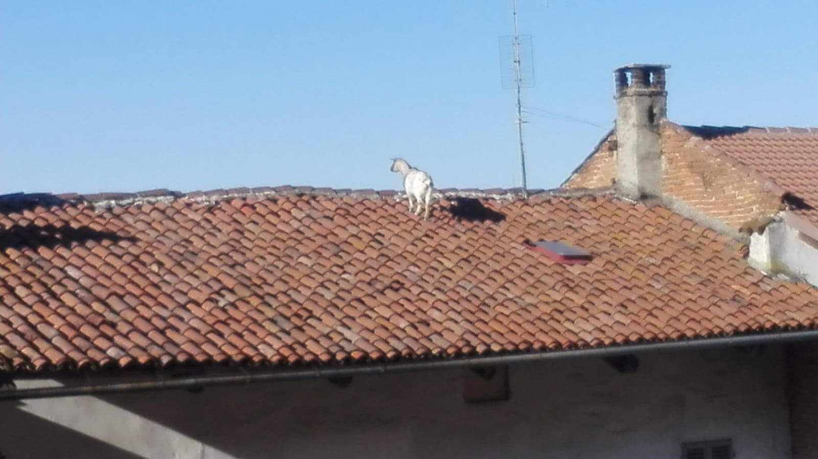capra sul tetto