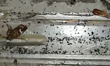 Blatte e sporcizia ovunque, cibo mal conservato, denunciato IL VIDEO