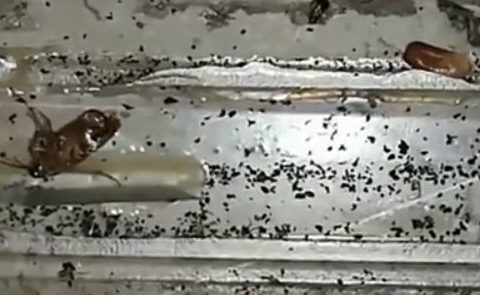 Blatte e sporcizia ovunque, cibo mal conservato, denunciato IL VIDEO