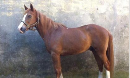 Cavallo scappato da Brusasco in direzione di Crescentino, si cerca ovunque