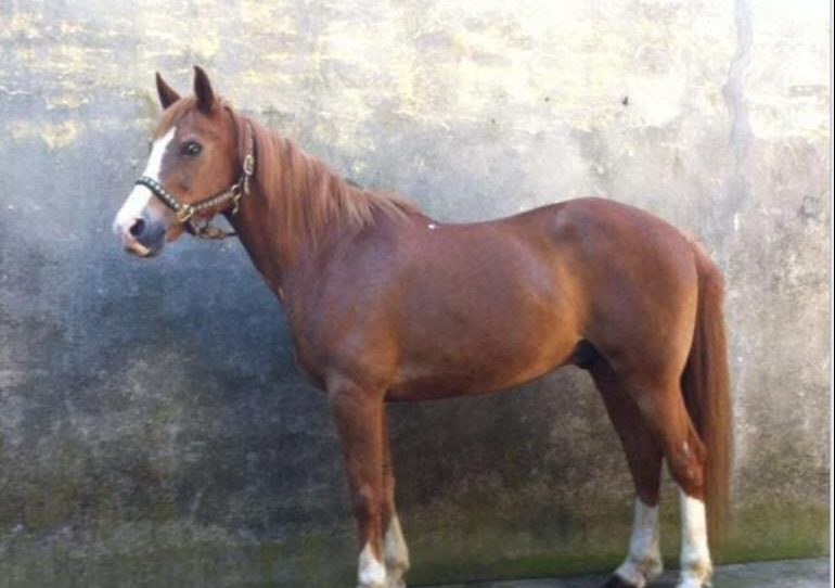 Cavallo scappato da Brusasco in direzione di Crescentino, si cerca ovunque
