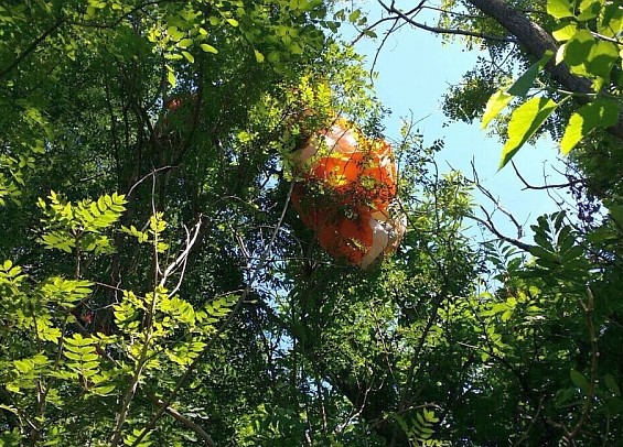 Rimane impigliato col parapendio a un albero a otto metri di altezza