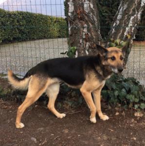 La cagnolina Lucy ha bisogno di aiuto