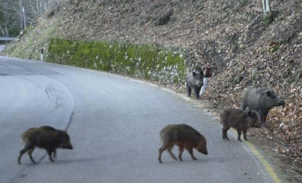 AtcTo5 scioglie le squadre di caccia al cinghiale: intanto, gli animali sono «ovunque»