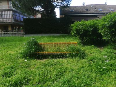 La risposta del comune alle proteste per la “foresta amazzonica”
