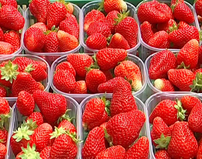 Festa delle Fragole: arriva la torta più lunga del mondo