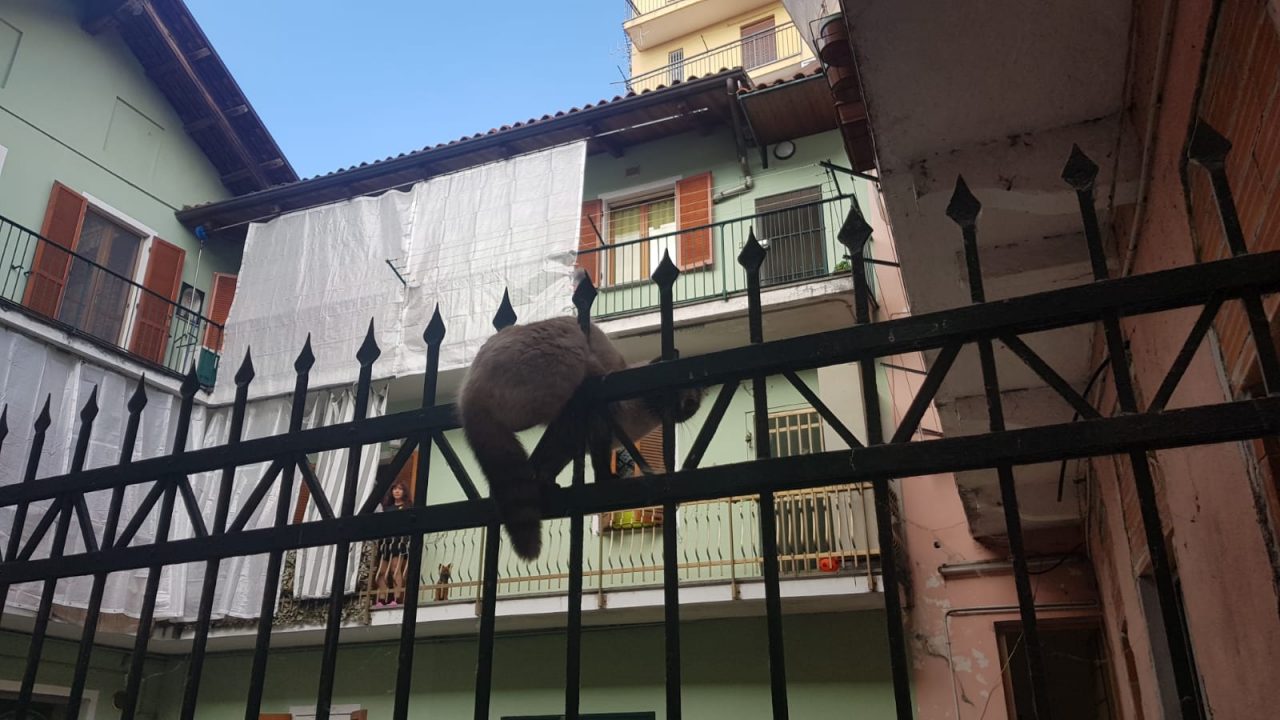 Gatto infilzato in un cancello a Chivasso