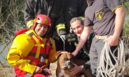 Cane scivola nel fiume, lo salvano i vigili del fuoco