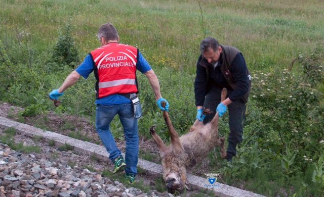 Lupo morto trovato sui binari ferroviari